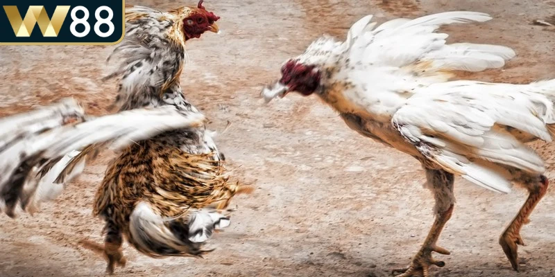 Cách Chơi Đá Gà - Cung Cấp Thông Tin Chi Tiết Từ A Đến Z 3 Trận đấu sẽ diễn ra cho đến khi một chiến kê không thể tiếp tục thi đấu nữa
