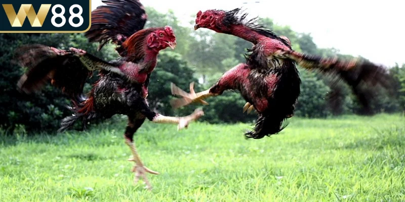 Hiểu rõ thuật ngữ giúp bạn nắm rõ luật đá gà miền Bắc, tránh nhầm lẫn