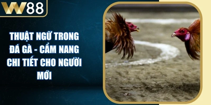 Thuật Ngữ Trong Đá Gà